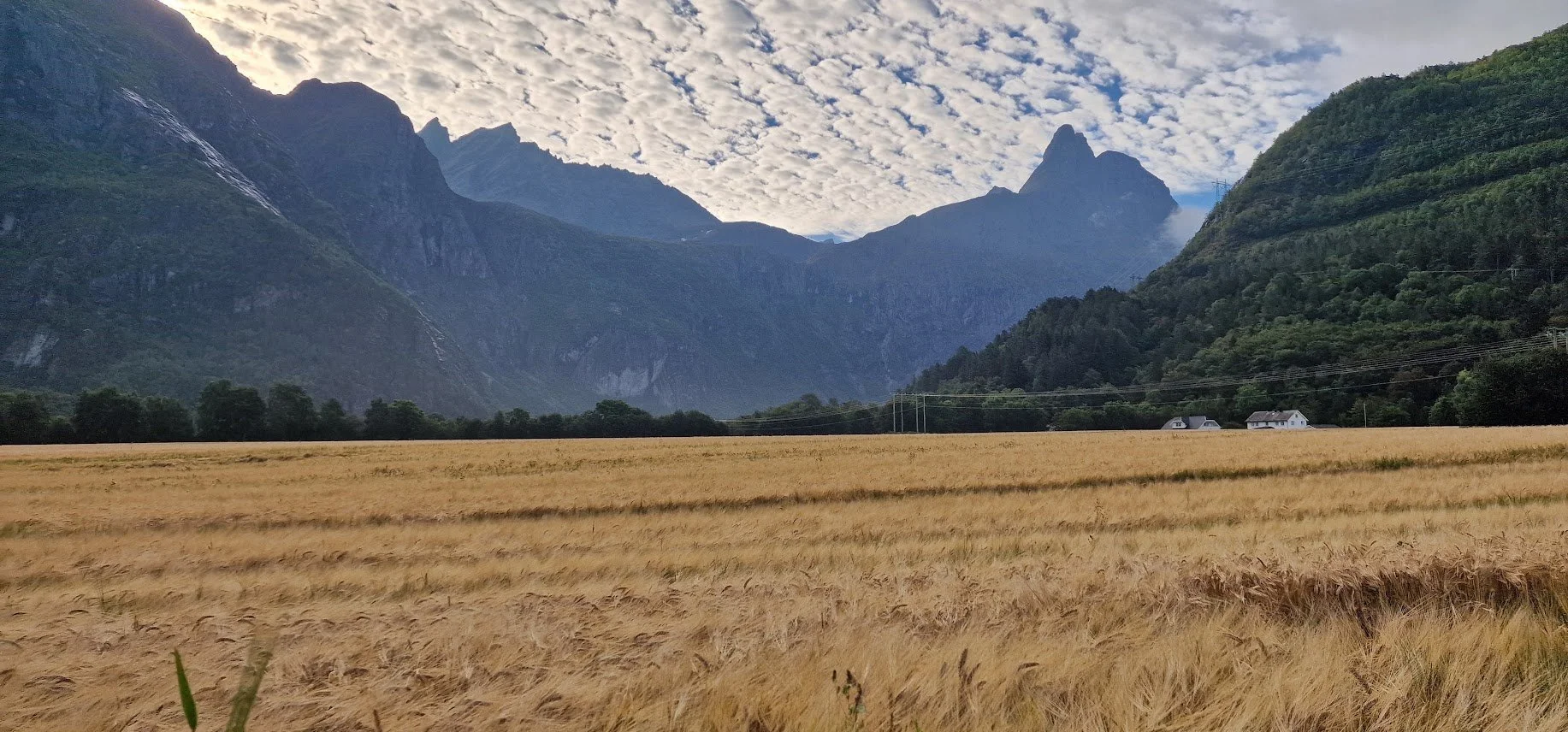 Kornåkrene med utsikt til Romsdalshorn og Vengetindene