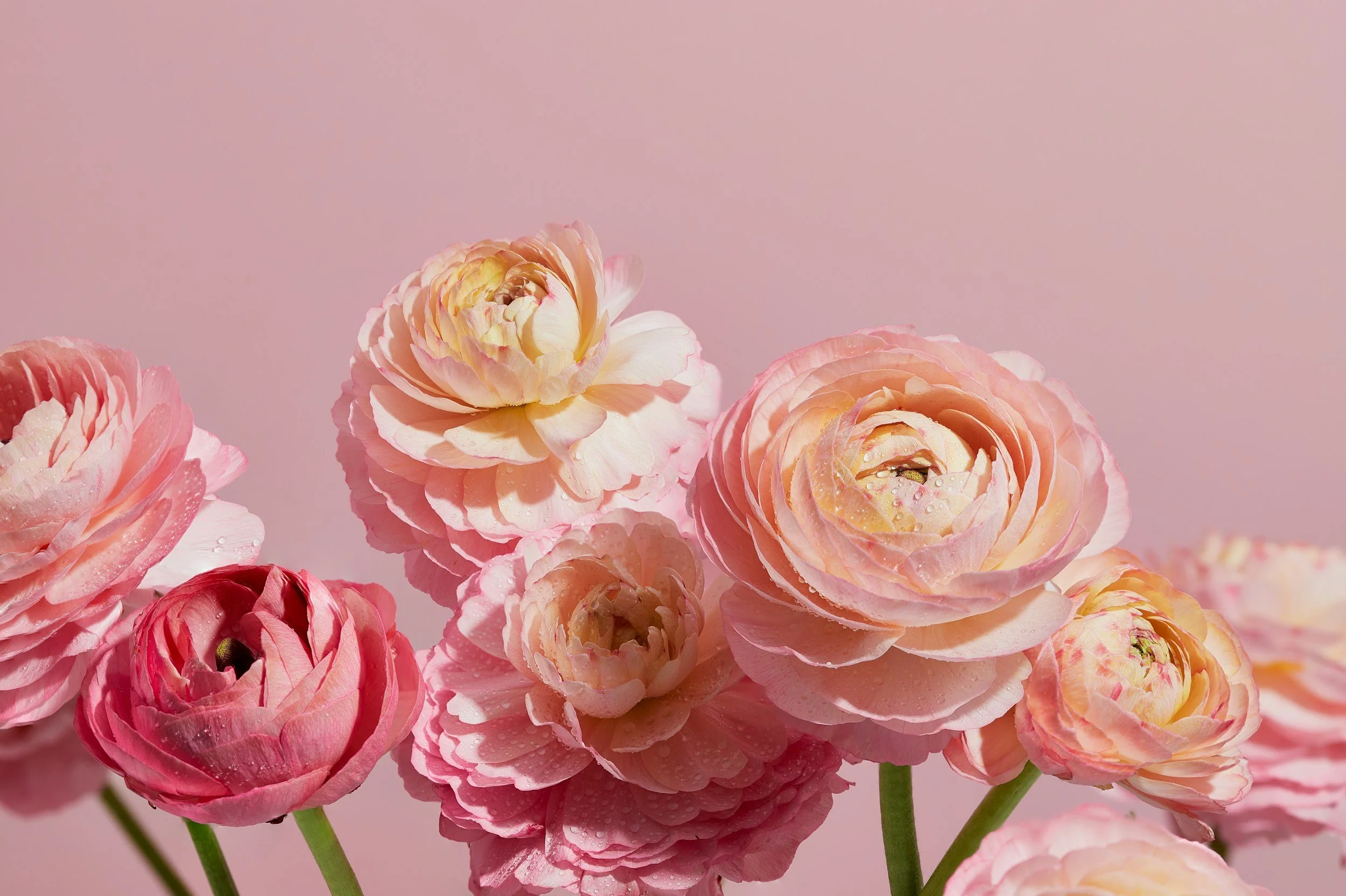 Pink and cream-colored ranunculus flowers with water droplets on petals against a pink background.