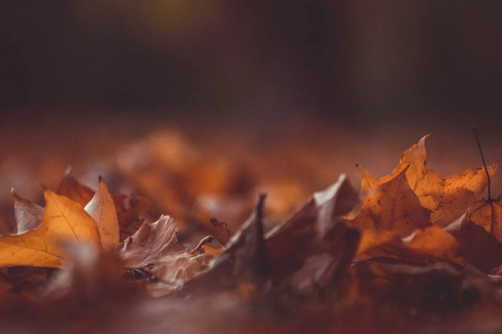 unsplash-image-BvUicqkaZZ0.jpg
