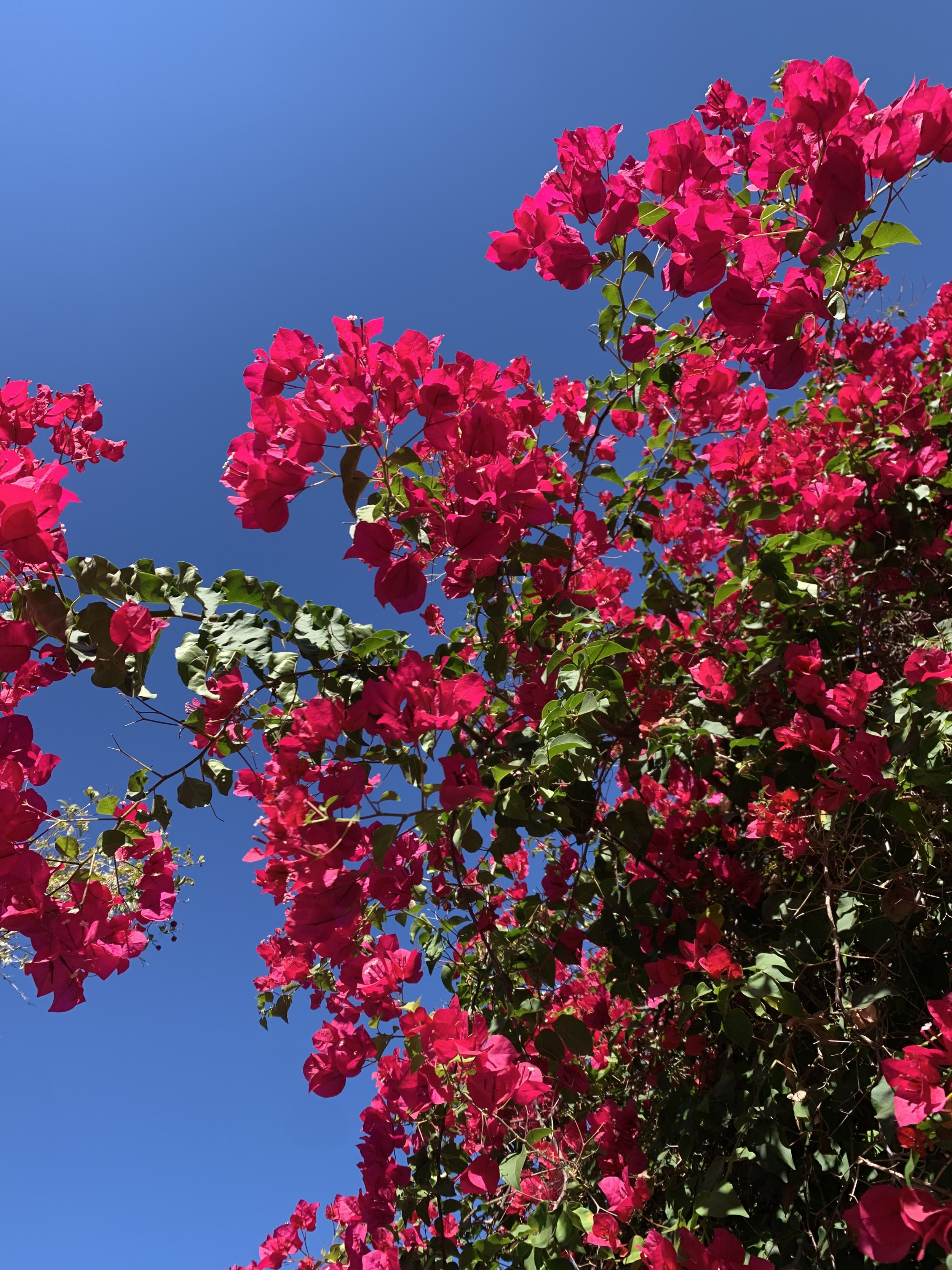IMG_1882.jpeg