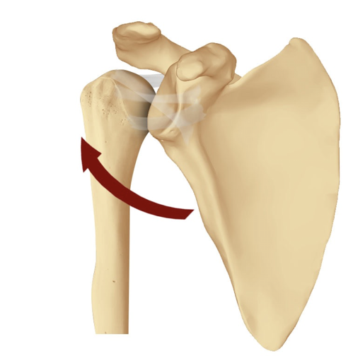 4 Frequently Missed Shoulder Pain Diagnoses — ChiroUp