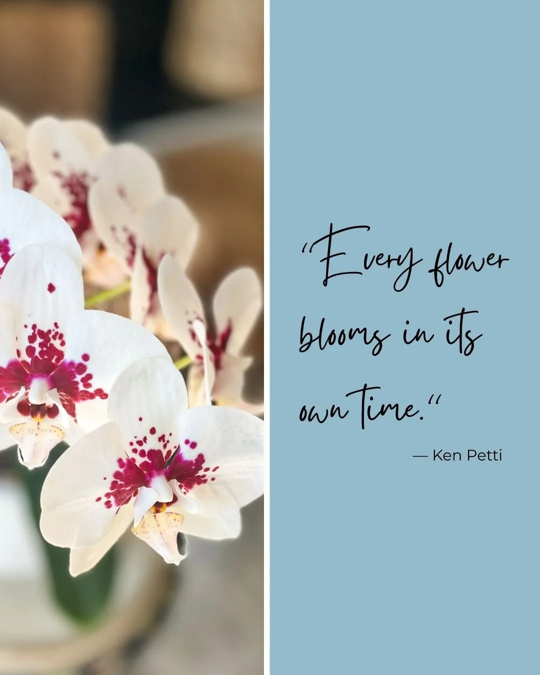 For almost two years, this little orchid has sat quietly in my home &mdash; growing, resting, waiting. And this week, it surprised me with eight beautiful blooms.

It reminded me of something simple but powerful:
Every flower blooms in its own time.
