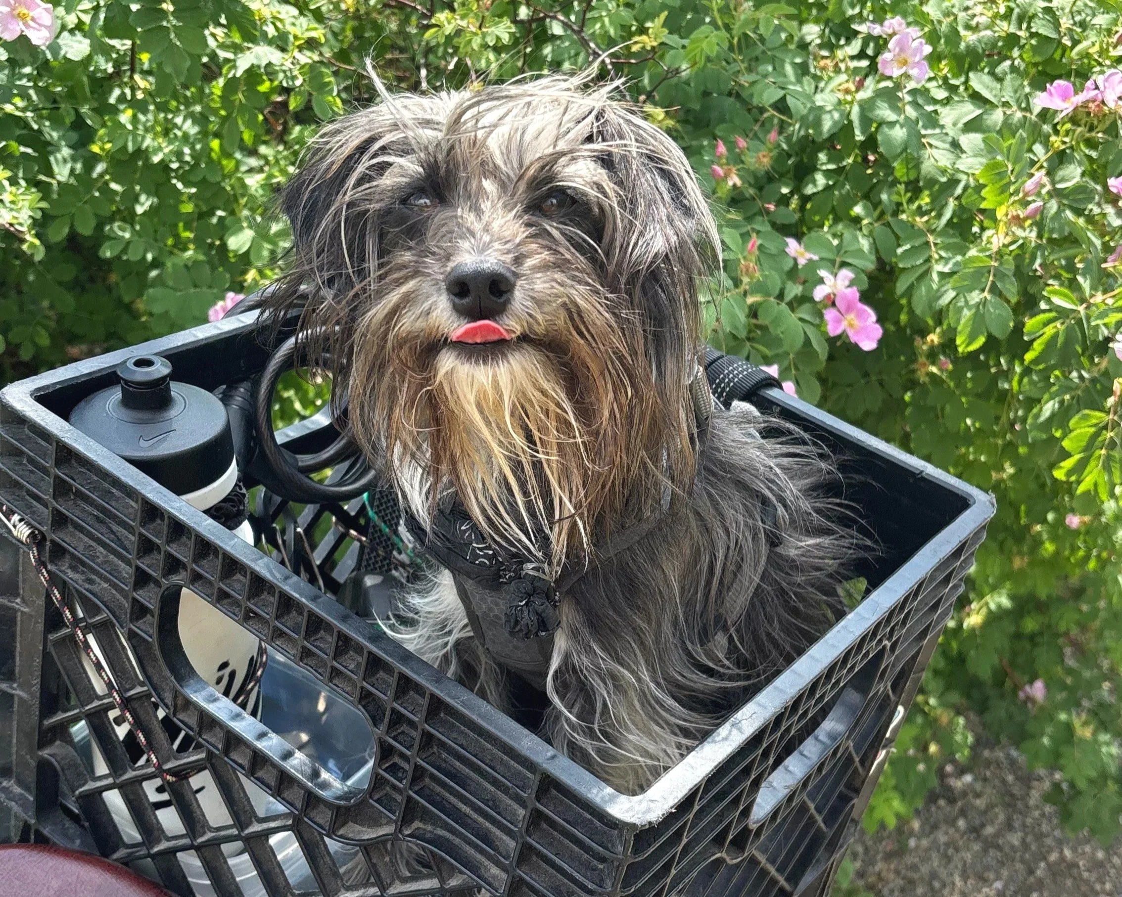 Community Stories: Meet Alice (& Knox)