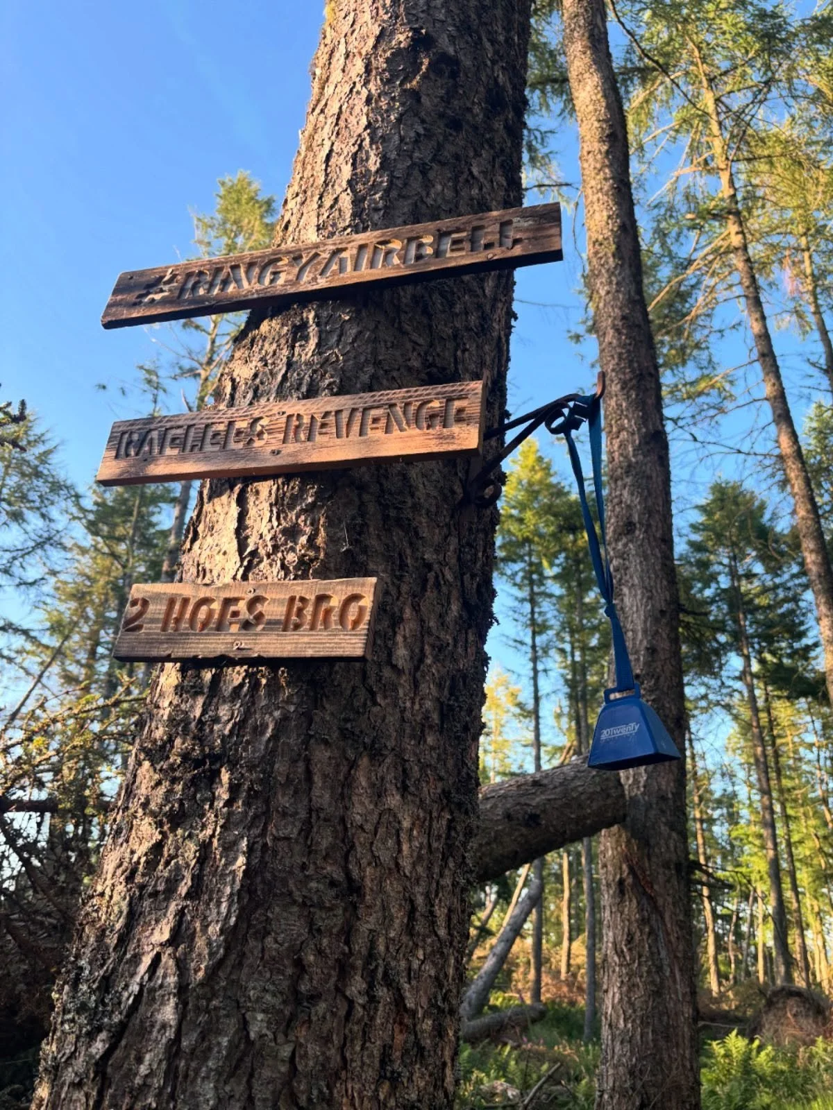 Scottish summer showing up in style for today&rsquo;s guided ride through the stunning Tweed Valley. So good we forgot to take any more photos! 

@20.twenty.store spotted in the valley! 

#tweedvalley #mtbride #mountainbiking #guidedride