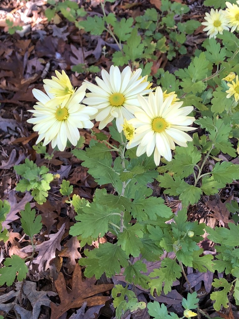 Chrysanthemum-Hardy-_xDb2SnrsH94I.jpg