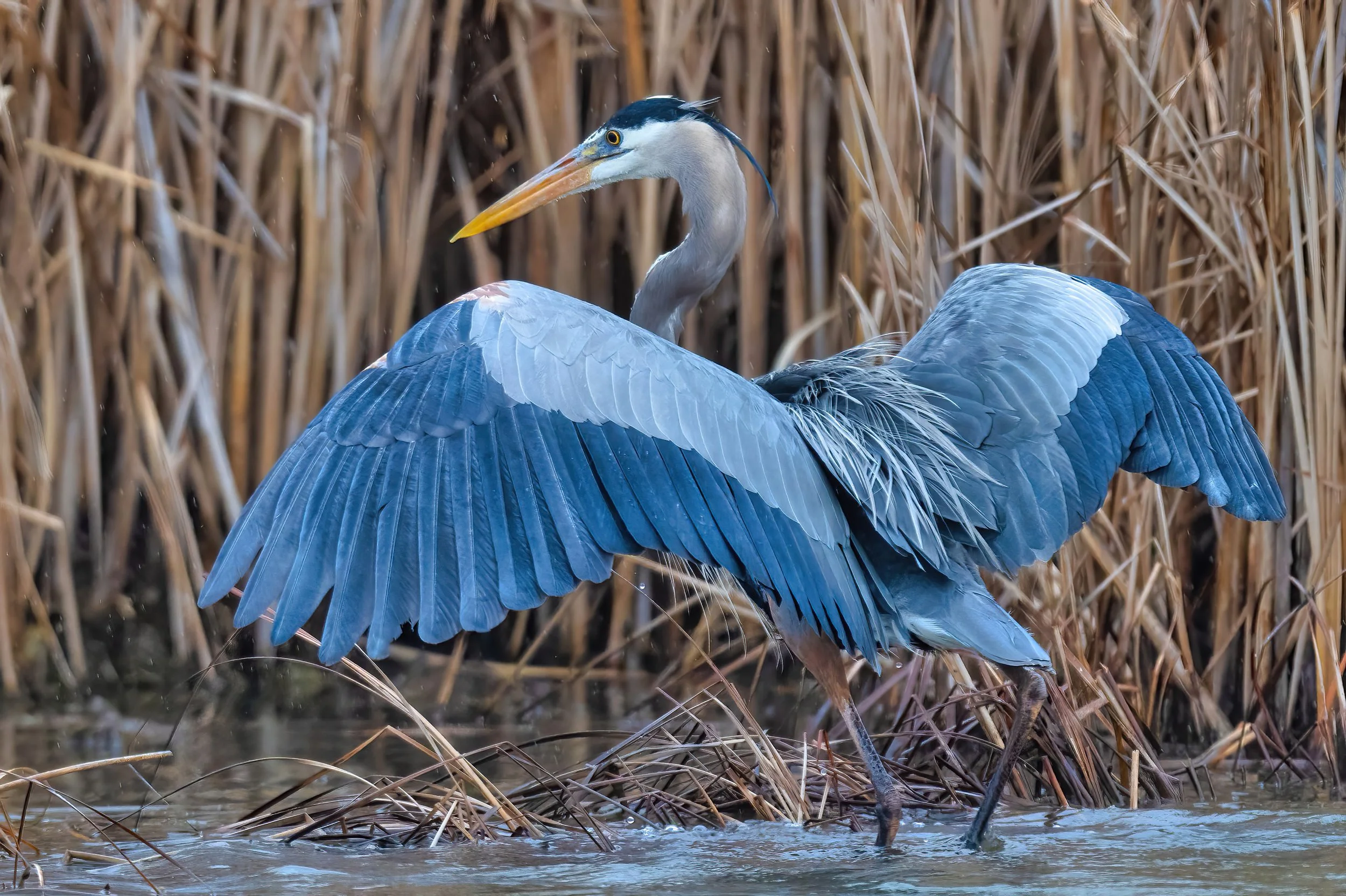 Blue Heron 64-NEW.jpg