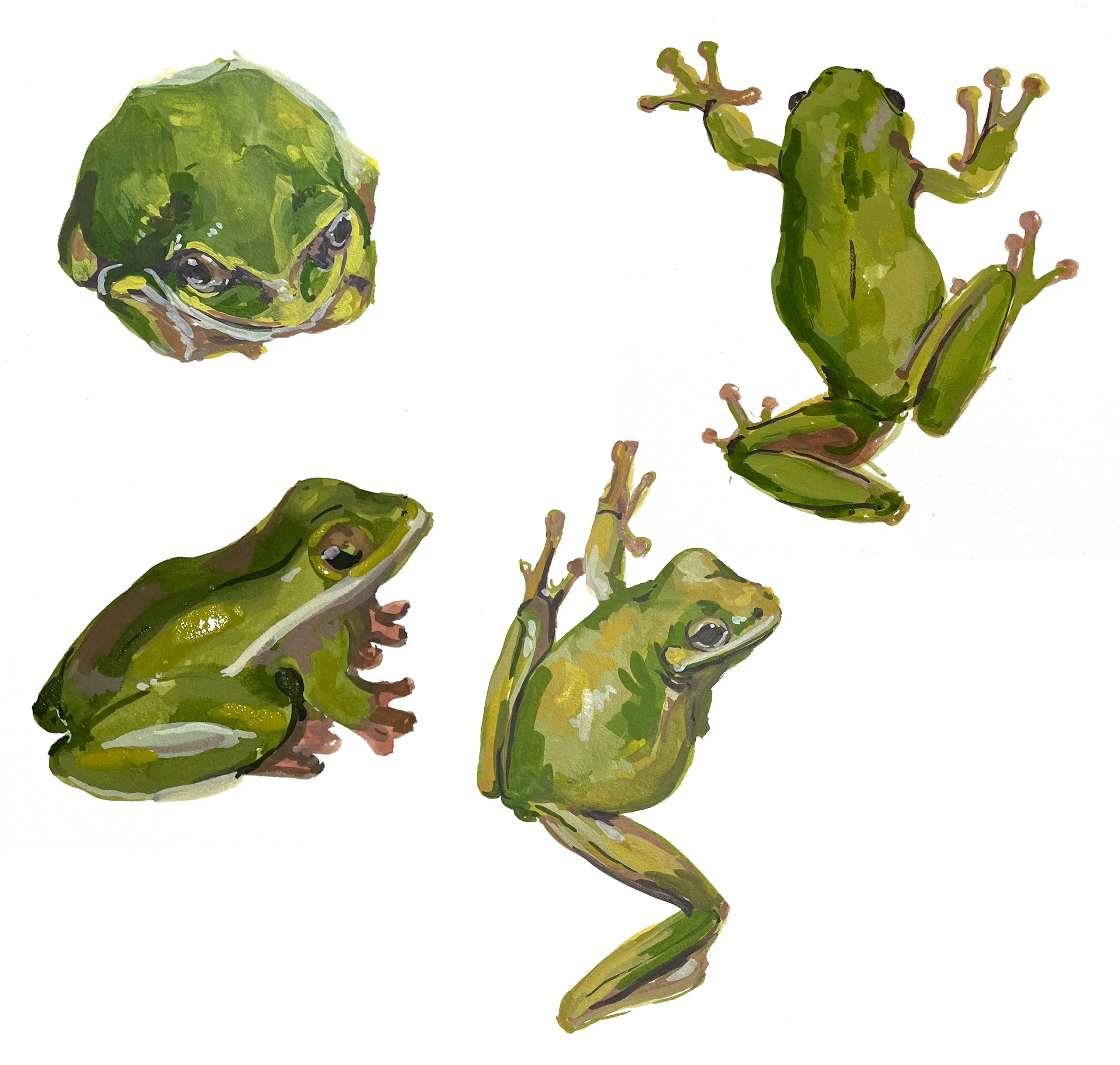 WE_Treefrog_artwork.jpg
