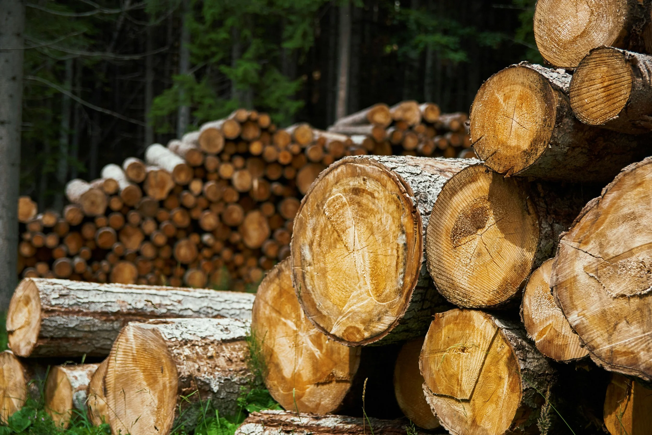 KU Field Station Cedar Milling Field Day