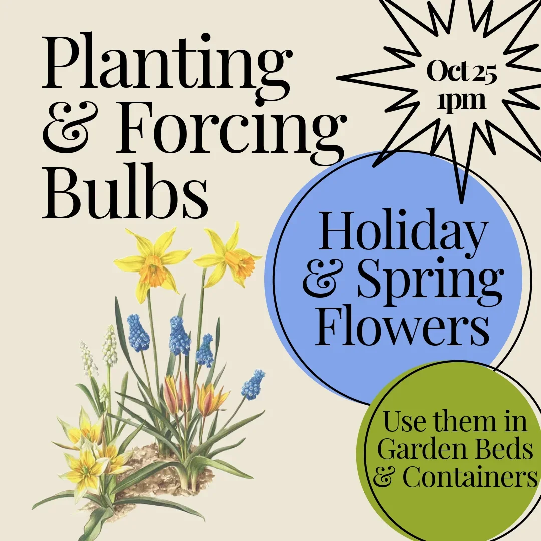 Planting & Forcing Bulbs