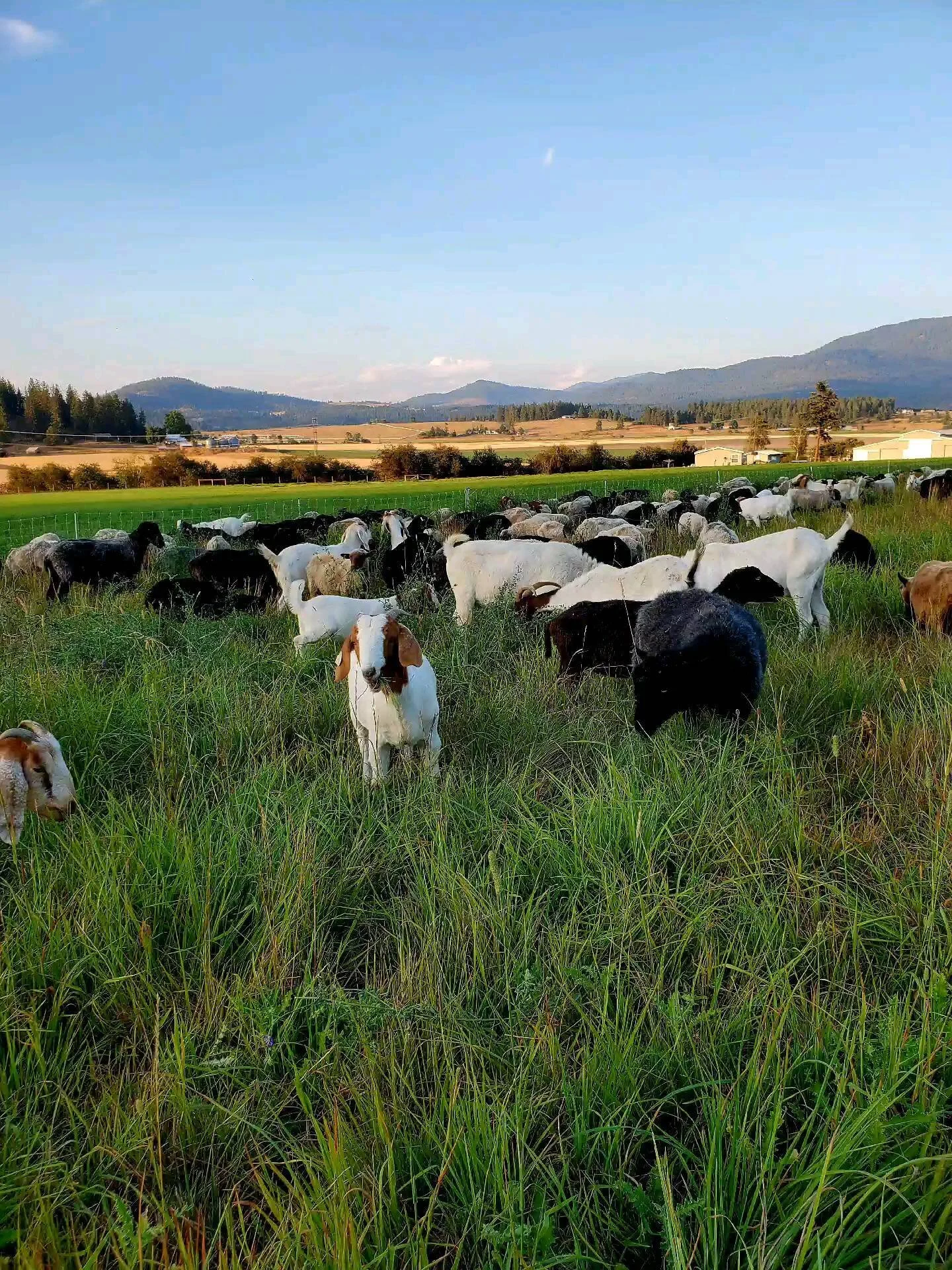 River's Edge Ranch GrassFed Beef, Lamb & Goat Pastured Poultry Rotational Grazing