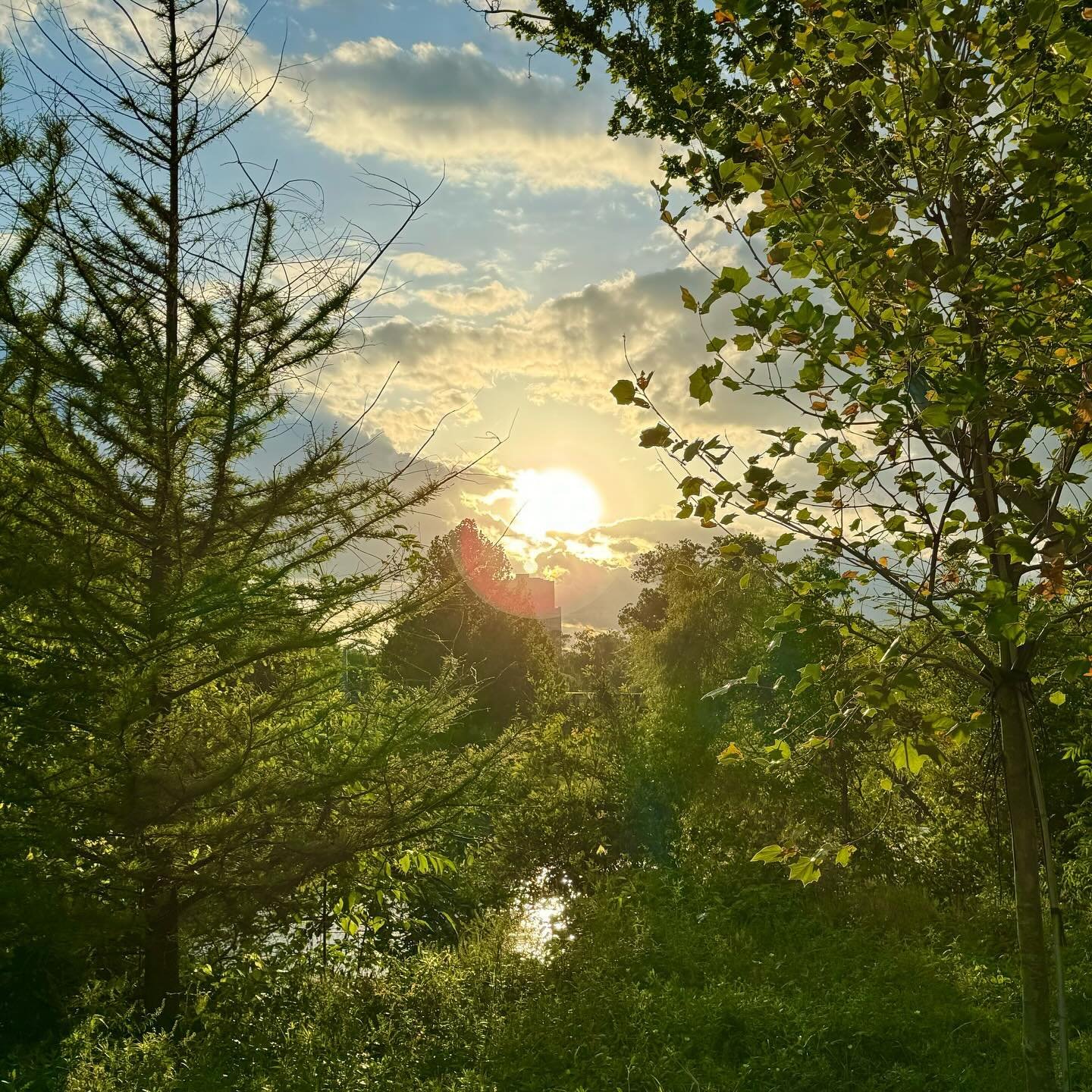 Wellness Walk Wednesday at Buffalo Bayou Park. We had just started walking when we could see the sparkling rain ahead on the path. It took several seconds for the cold shower to reach us.  The bright sun shining the entire time and just one little cl