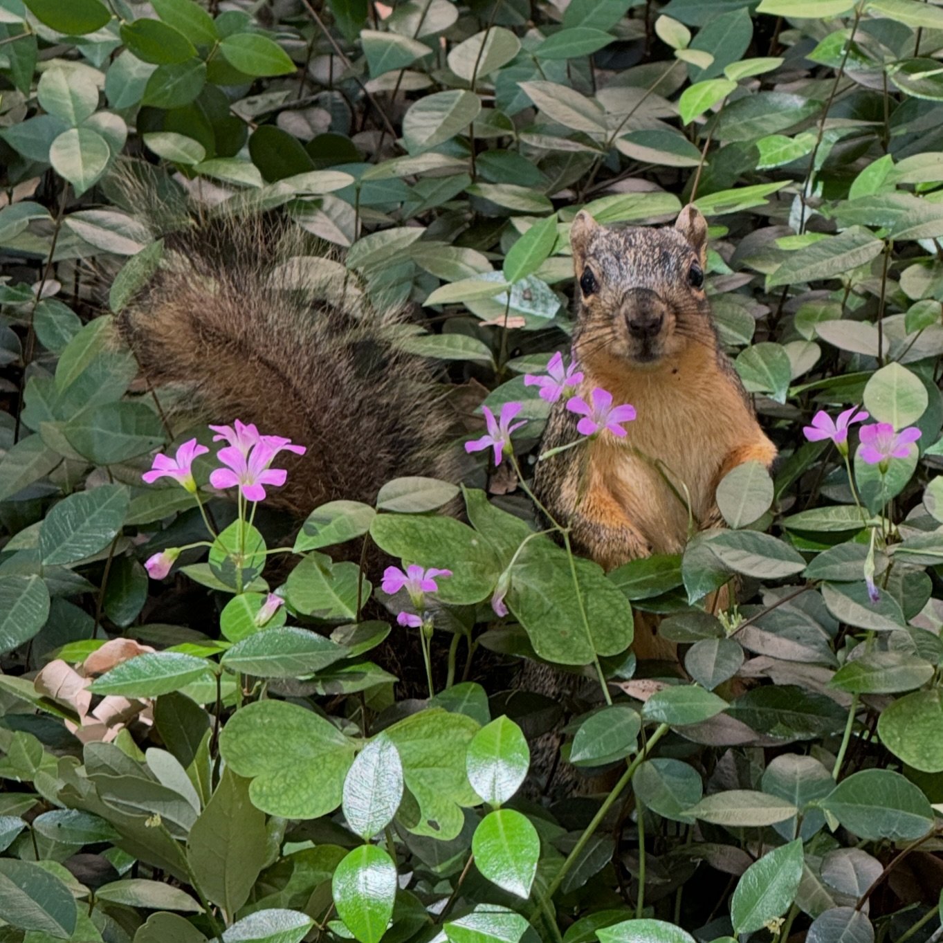 Happy Earth Day! Go walk yourself and see all the beauty we have the privilege to be part of and the responsibility to protect.  #EarthDay #GoWalkYourself