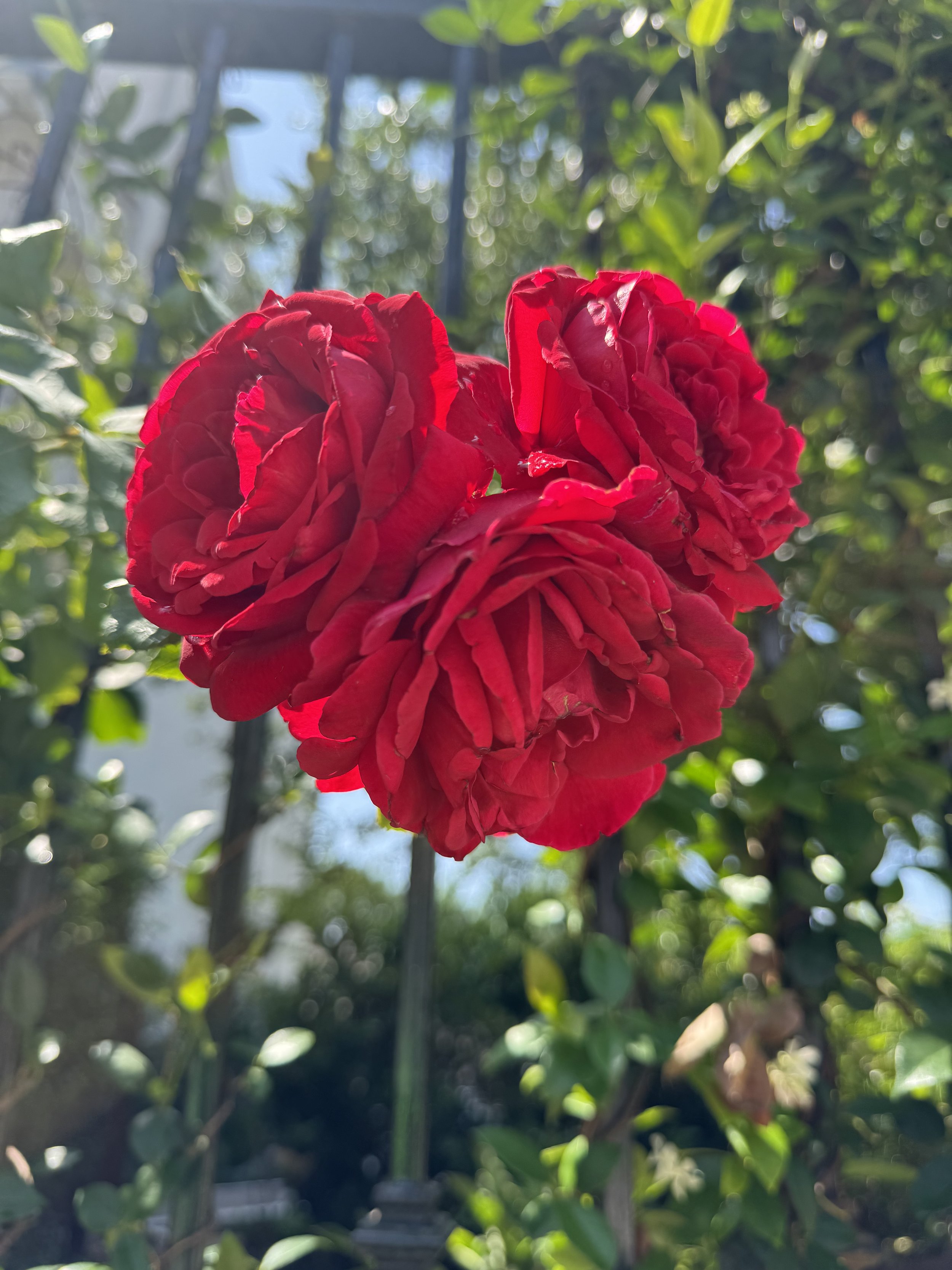 IMG_3236.jpeg