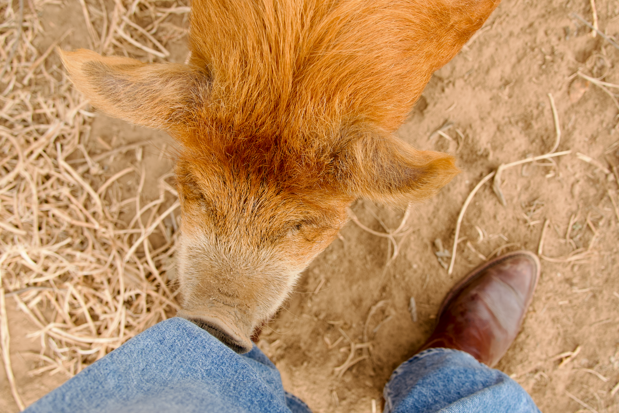 Herd on the Street - Sunset Ridge Farmers Market (34) (1).png