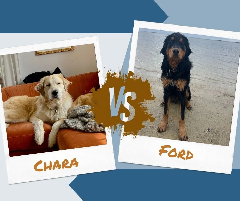 One more BRK Madness match up for Round One: Chara vs Ford! Go vote at walkbrk.com/brk-madness/voting

@kaylaservin @kaitwhipple