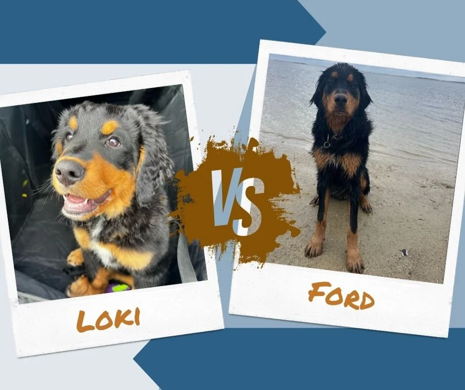 BRK Madness Round 2 features a faceoff that will break the internet...

LOKI VS FORD!
Charlie VS Winnie
Alfred VS Laila
Smokey VS Luna

Go vote at walkbrk.com/brk-madness/voting!

 @mltarsa12 @kaitwhipple @jkelly138 @sotaylor13 @northadamsyoga @kayla