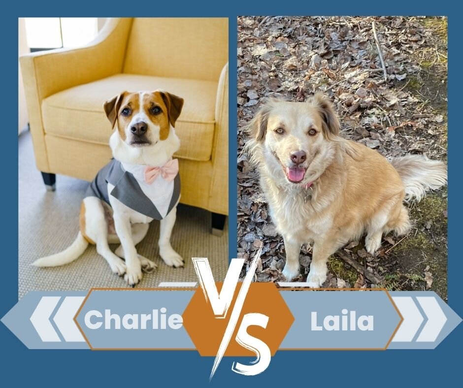 The Semi-Finals of BRK Madness are underway and the competition is fierce! Go vote for your favorites at walkbrk.com/brk-madness/voting!

Charlie VS Laila
Loki VS Luna

@jkelly138 @kaylaservin  @mltarsa12 @luna.bean23