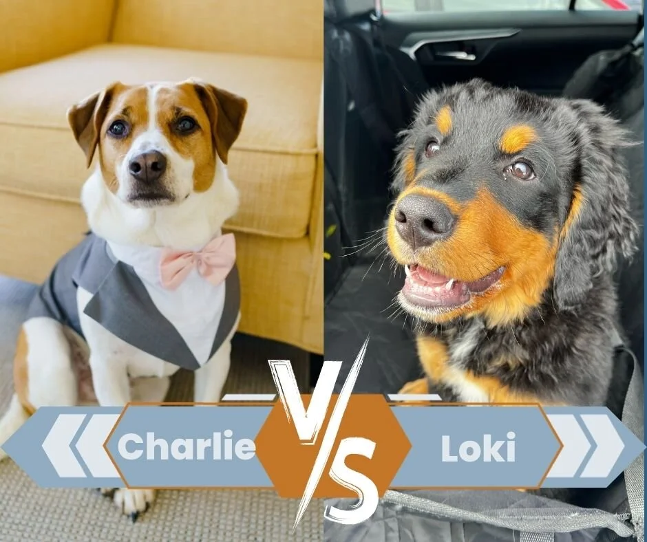 It's the final showdown! Who will take this year's Top Dog title &ndash; returning champ Charlie or everyone's favorite puppy Loki? 

Vote at www.walkbrk.com/brk-madness/voting
@jkelly138 @mltarsa12