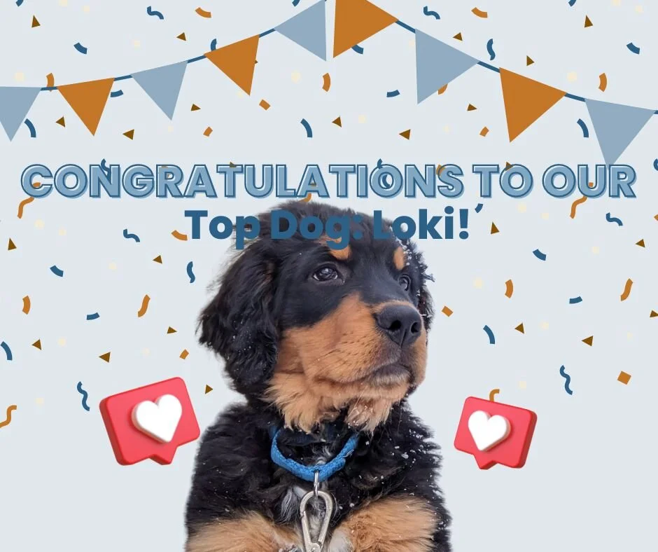 Congratulations to this year's Top Dog Winner LOKI! Second place goes to last year's title holder, Charlies. PLUS, our two runner-ups, winning a free walk of their choice, are Laila and Luna! Thank you all for voting!

@mltarsa12 @jkelly138 @kaylaser