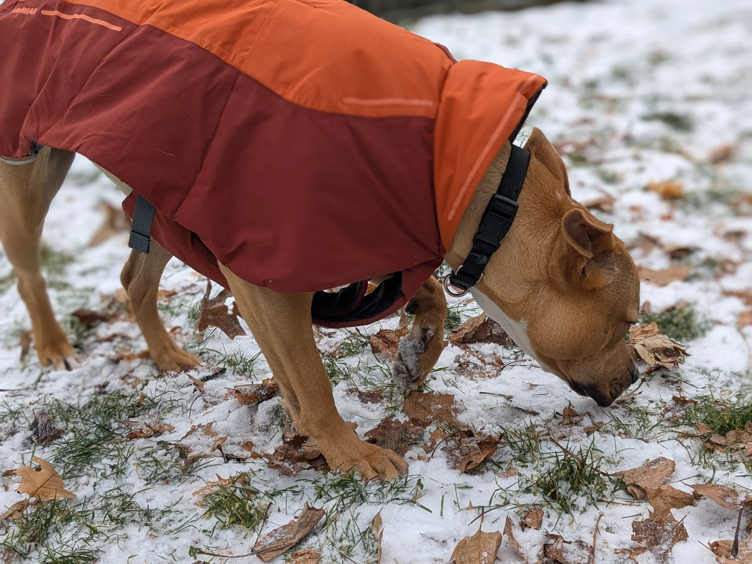 What’s in a Tail? The Meaning of Tail Wags!