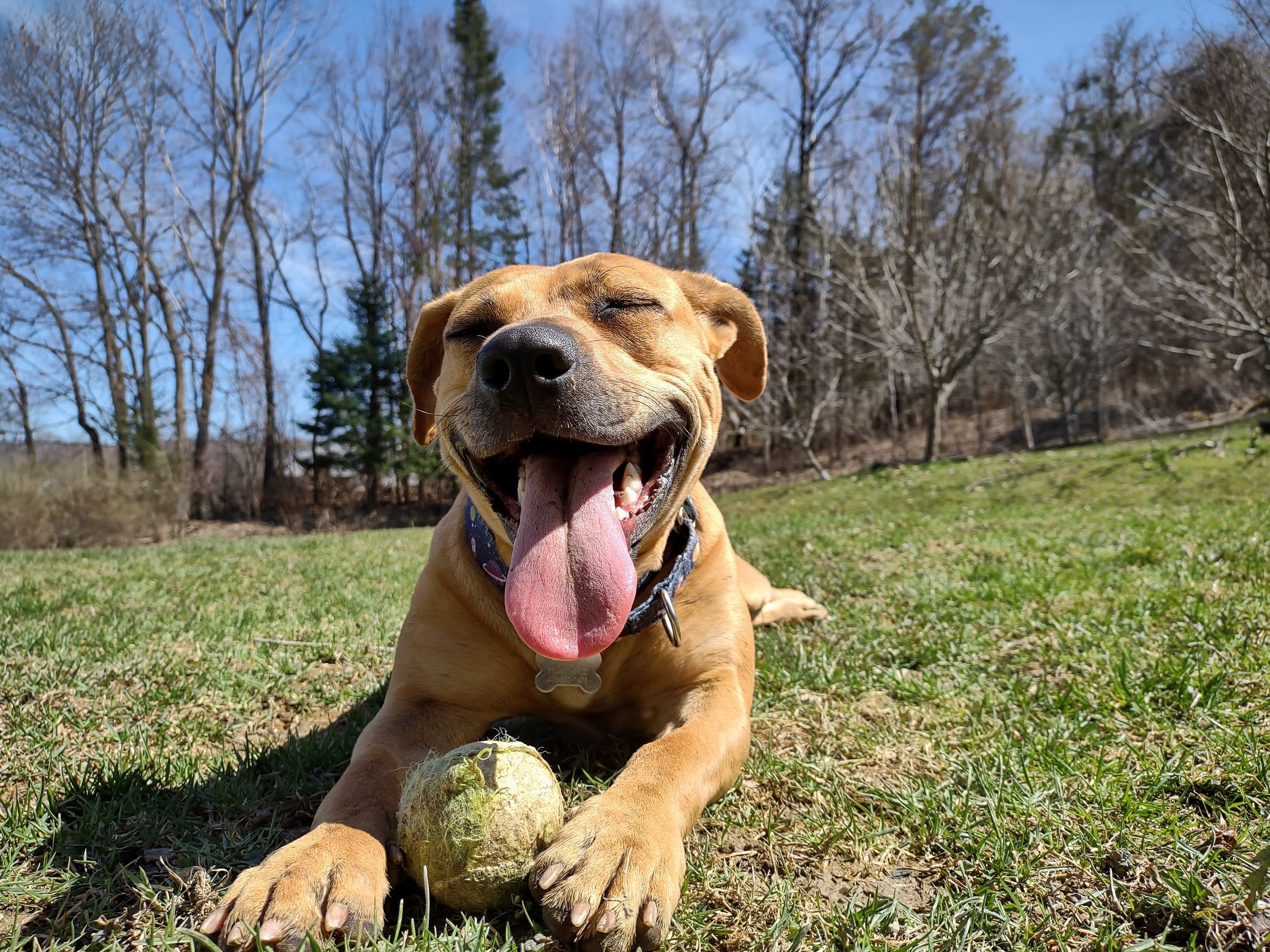 Dog Training in the Berkshires — Berkshire Pup People