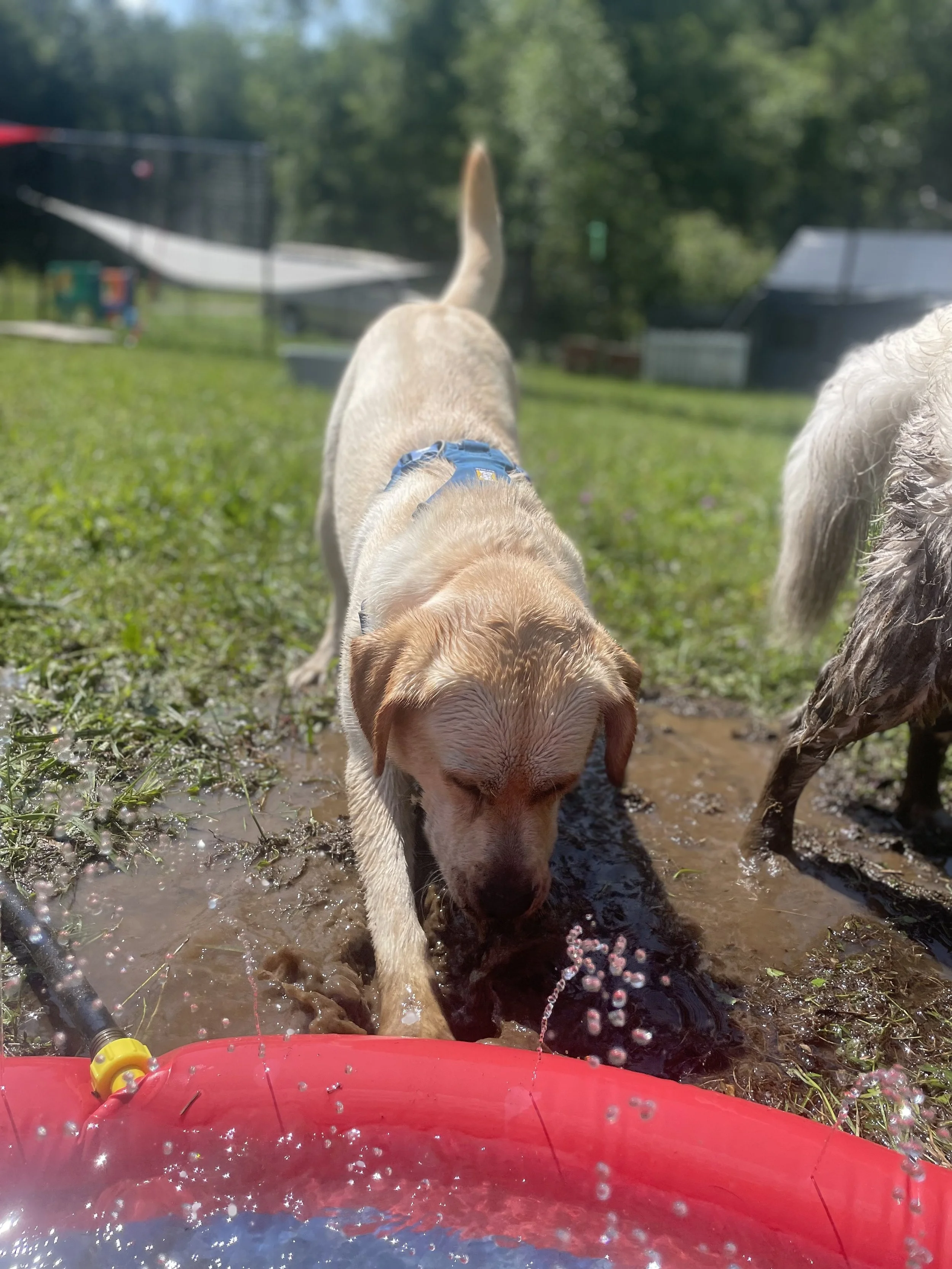 Yellow lab plays with water from a splashpad