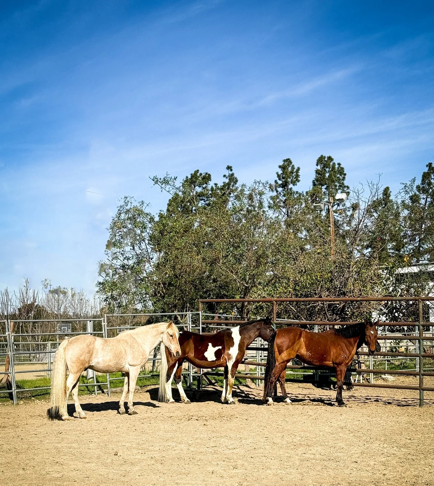 Today&rsquo;s flavors are vanilla, chocolate &amp; swirl. I&rsquo;m gonna go with vanilla (duh), how &lsquo;bout you? 🐴🍦🍫 #myhorseteddy #horseobsessed @anamal92