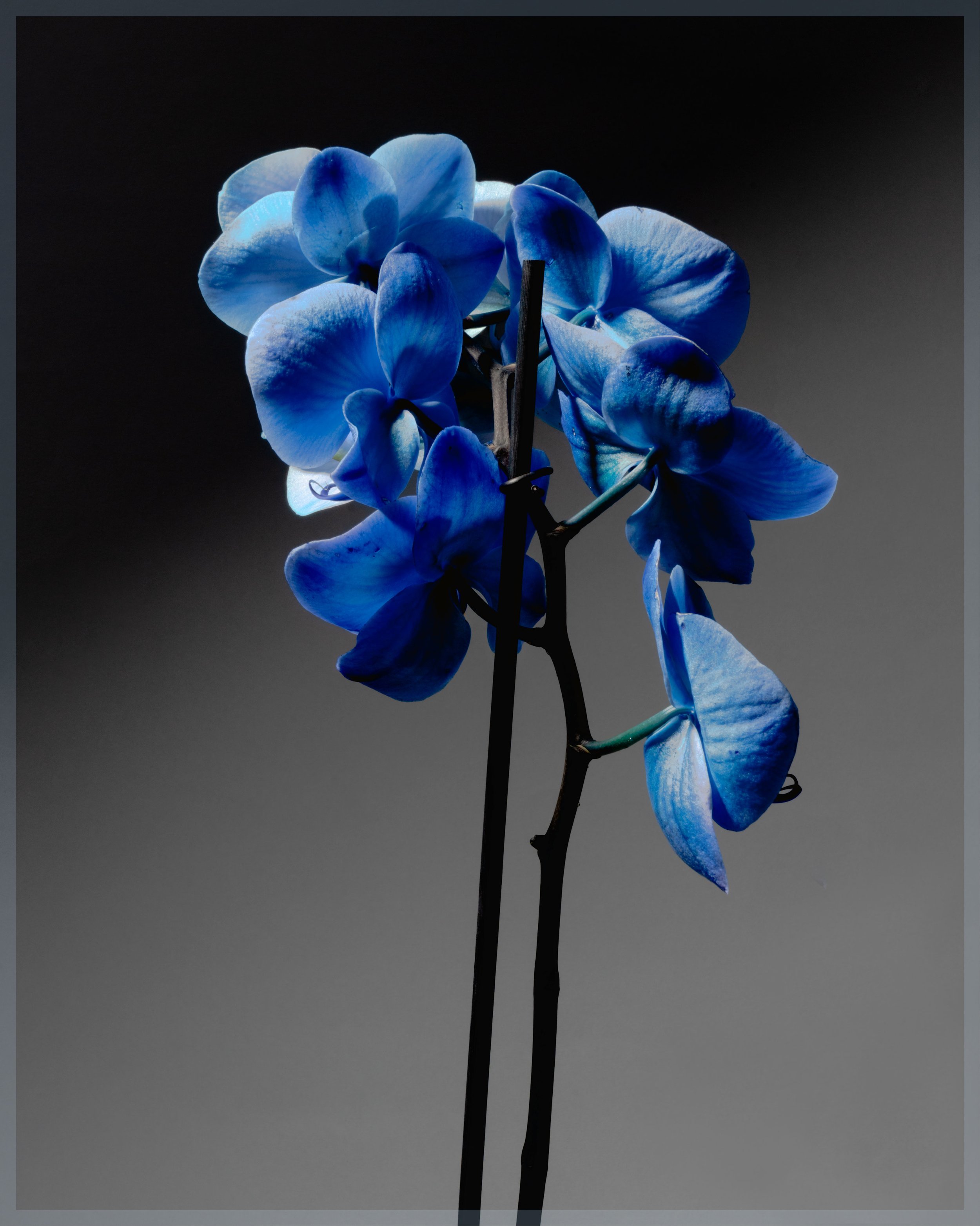 blue-orchids-01.jpg
