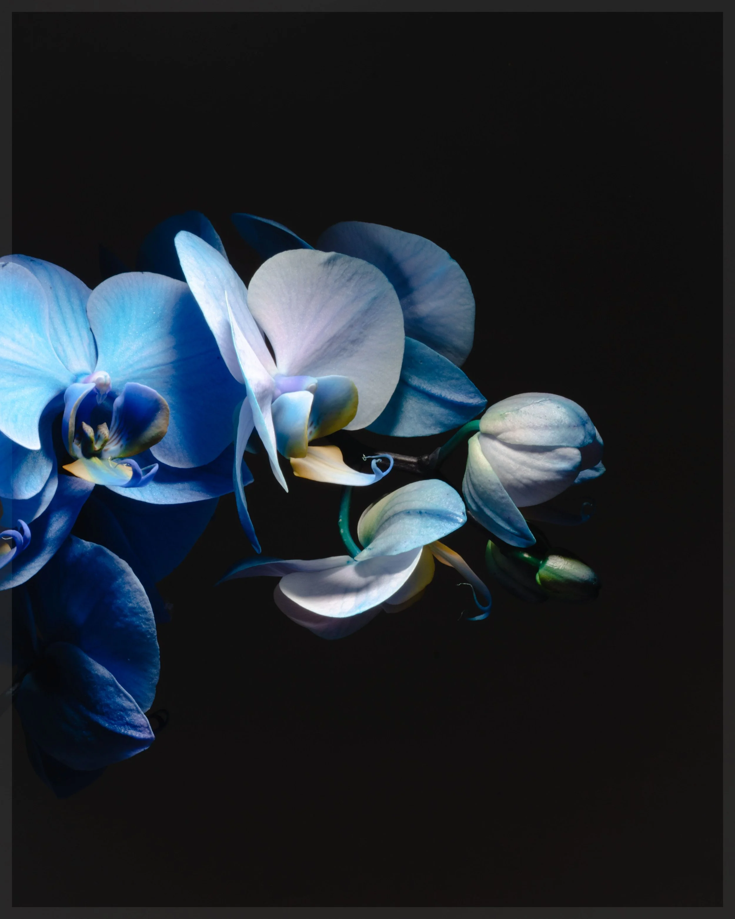 blue-orchids05.jpg
