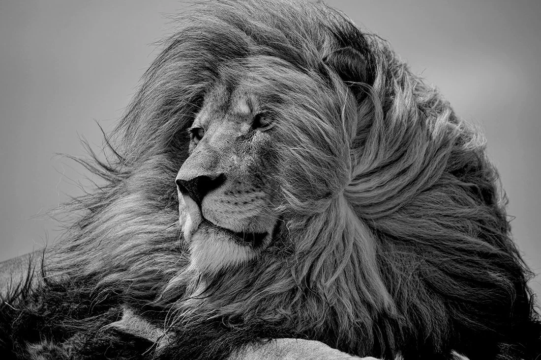 Cannes' Most Famous Lion