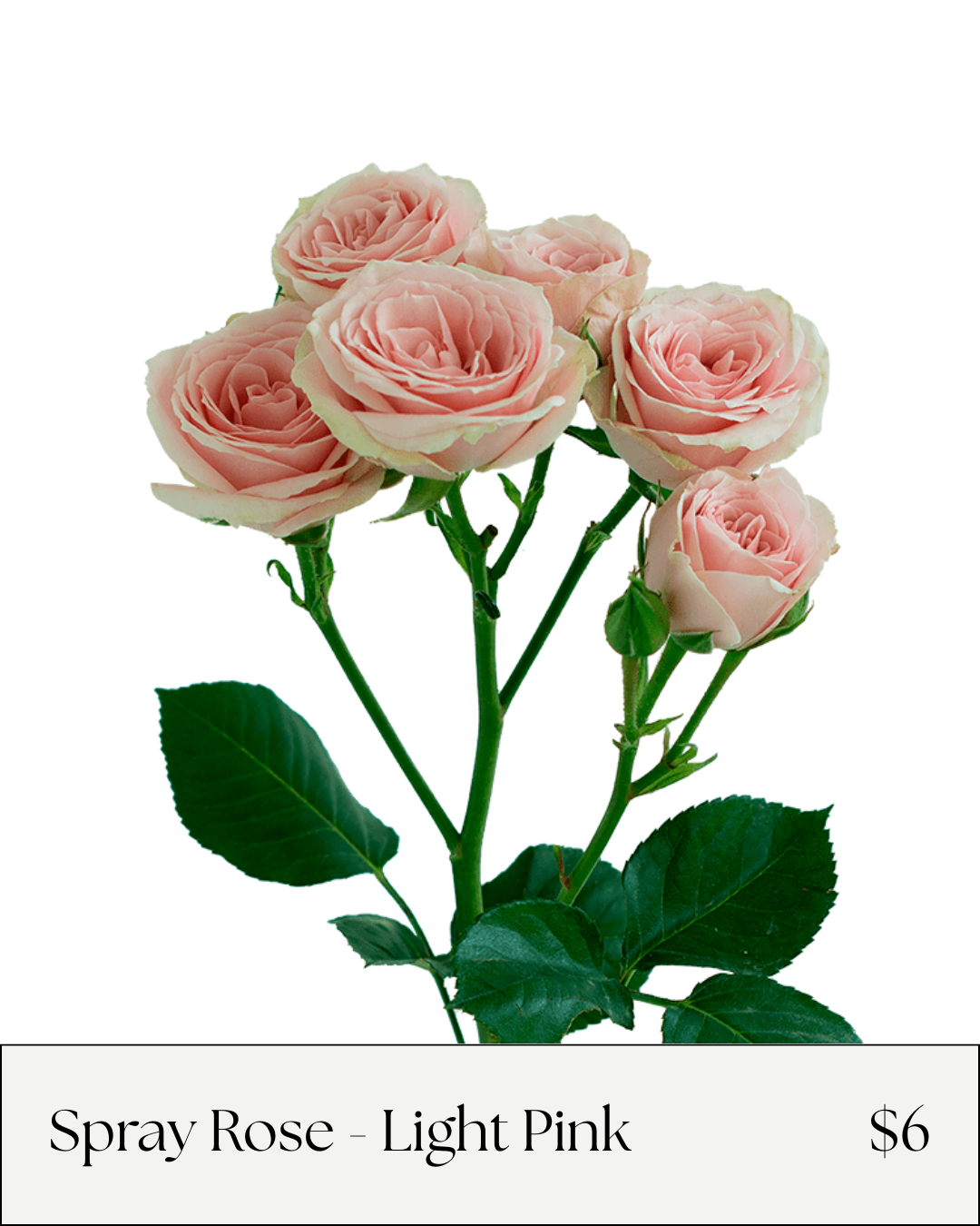 SR Brilliants Light Pink.png