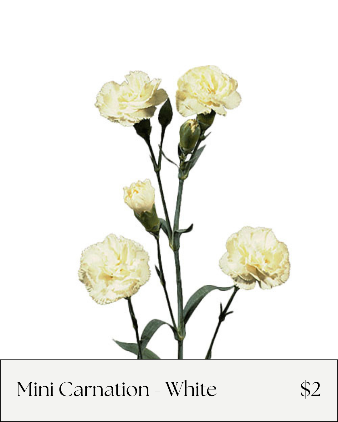 Mini Carnation White.png