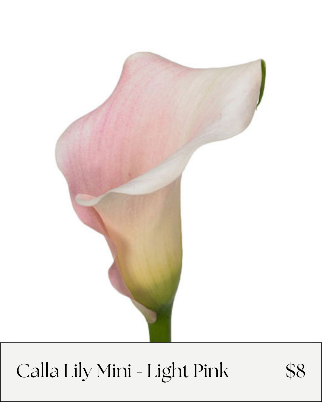 mini calla lily light pink.png