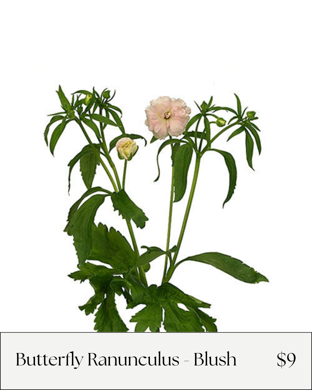 Ranunculus Spray Blush.png
