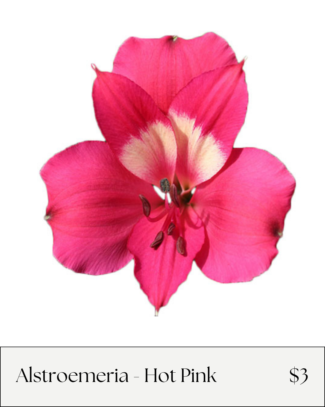 Alstro Hot Pink.png
