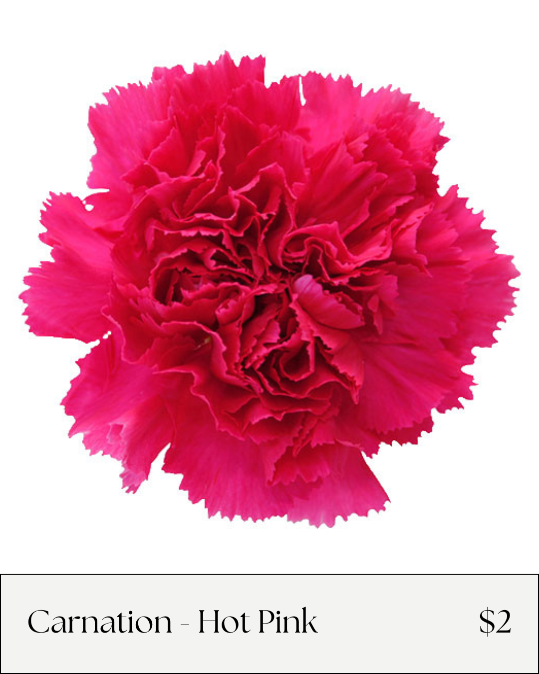 Carnation Hot Pink.png