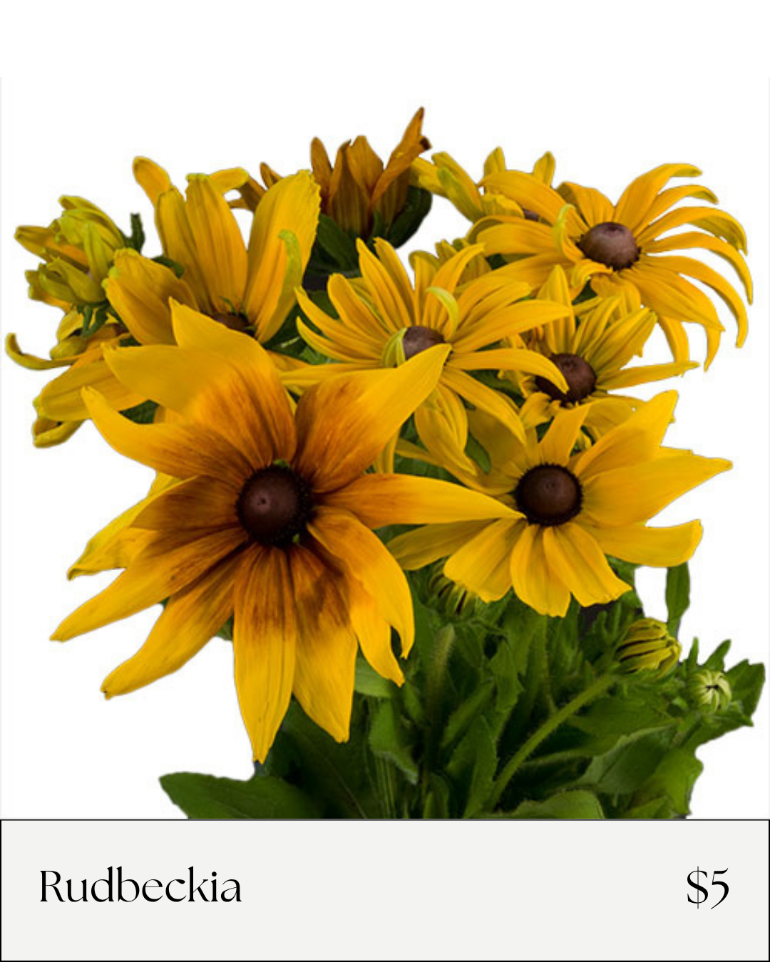 Rudbeckia.png