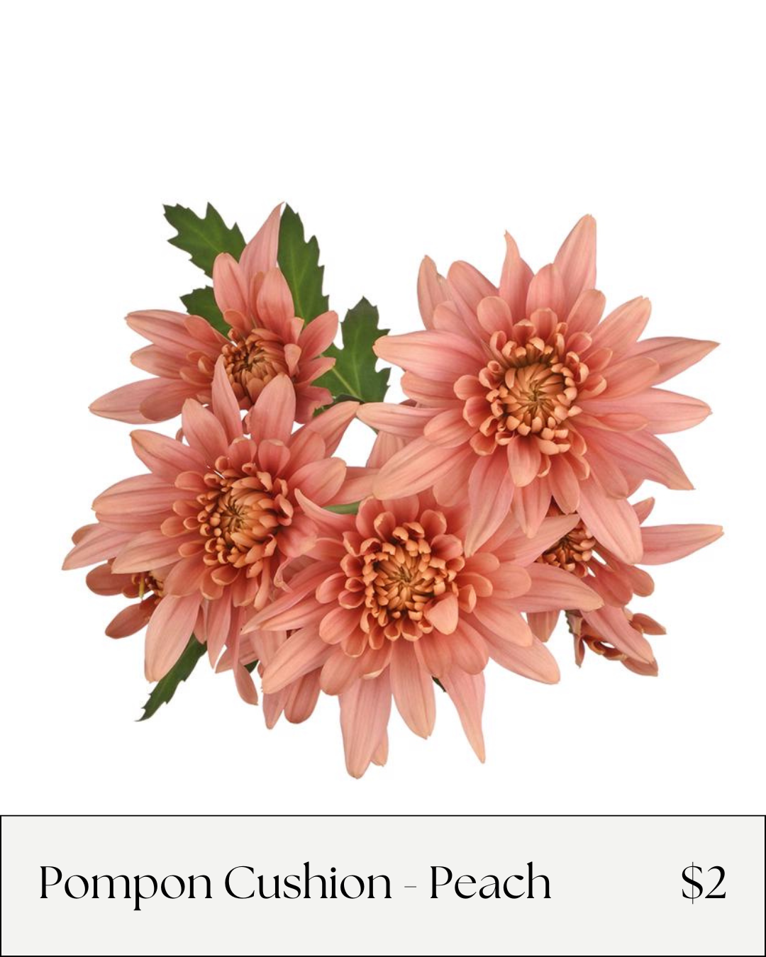 Pompon Cushion Veronica.png