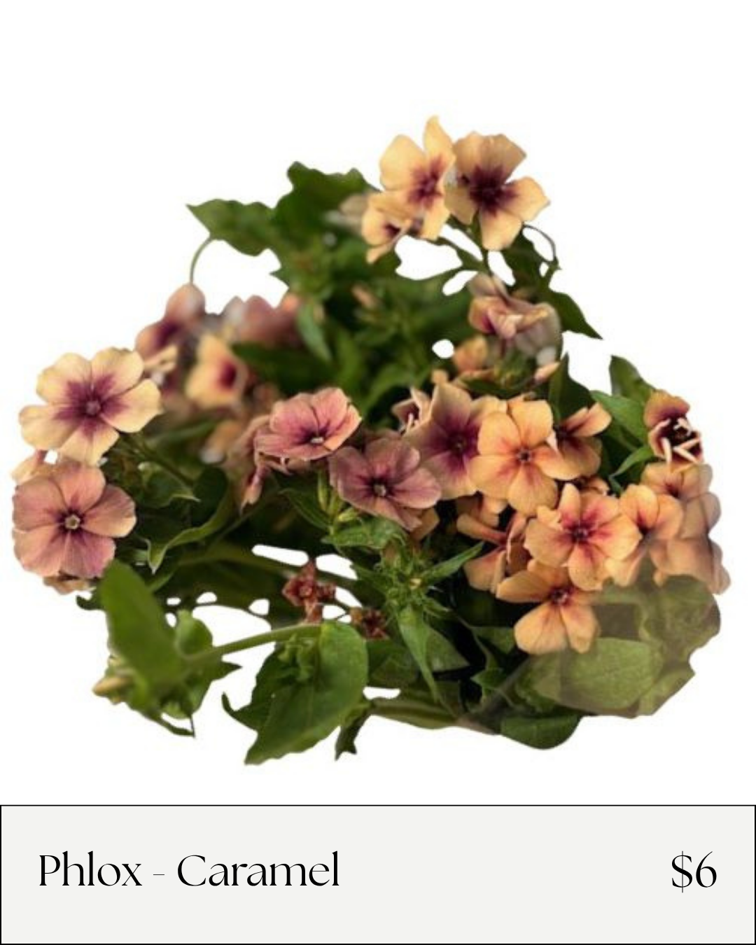 Phlox Caramel.png