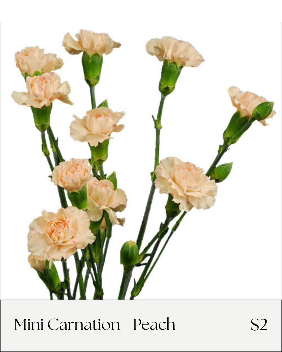 Mini carnation peach.png