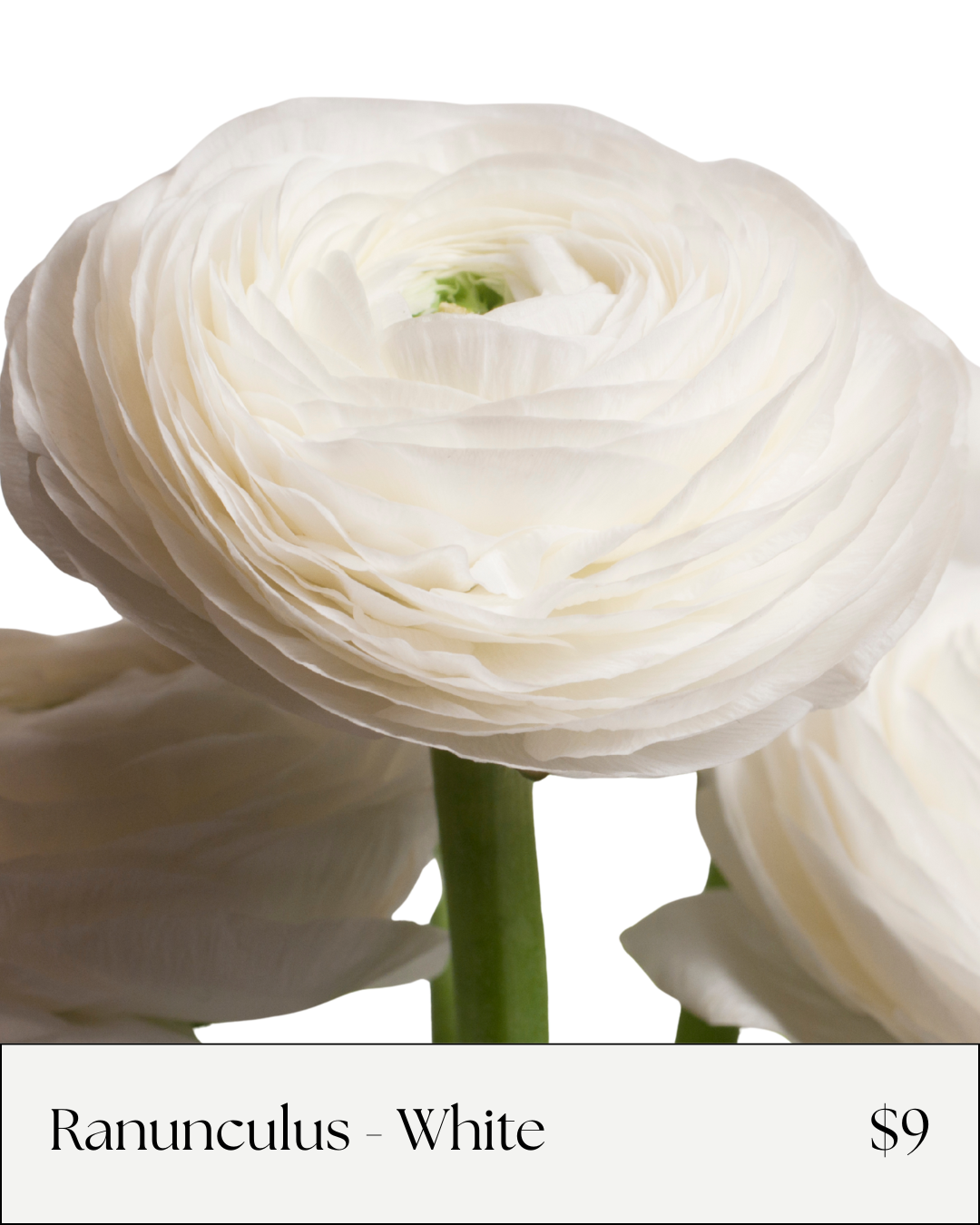 White Ranunculus.png