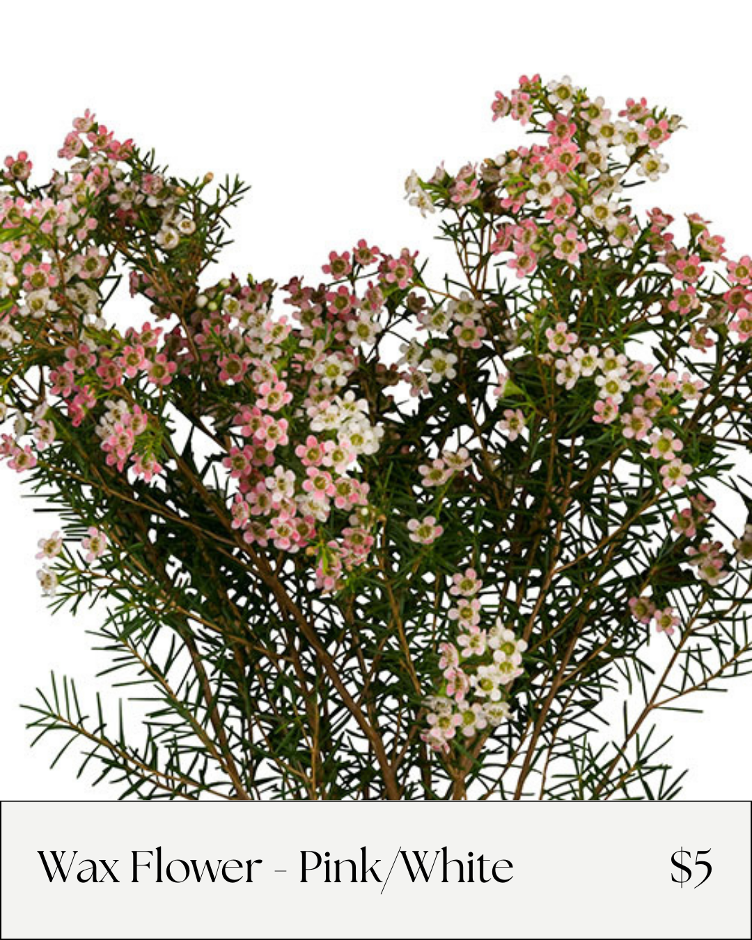 wax flower pink white.png