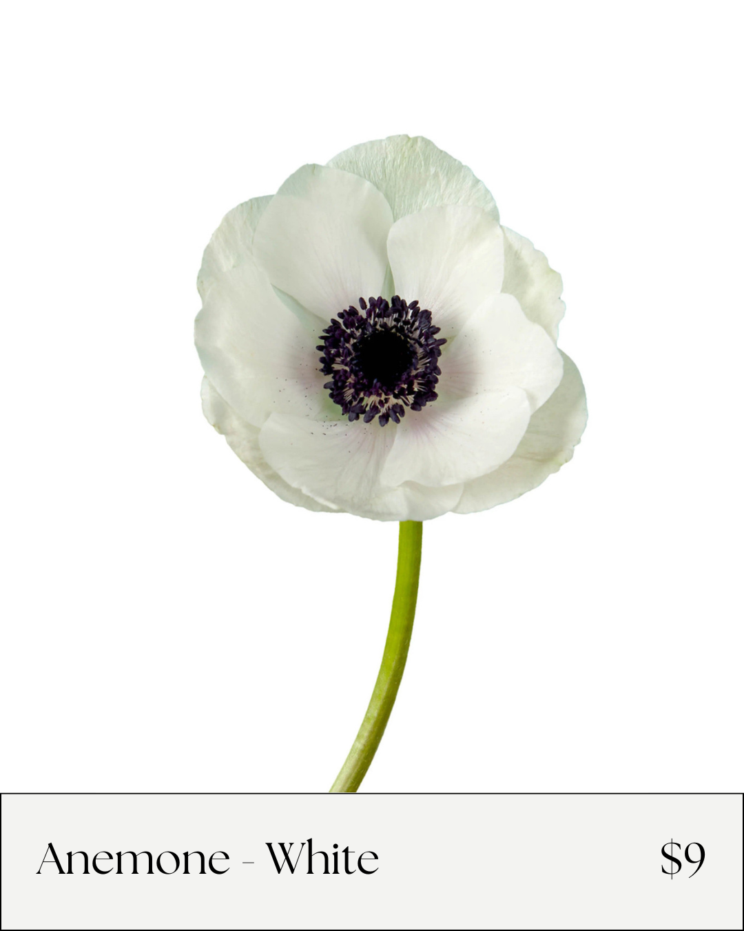 Anemone White.png