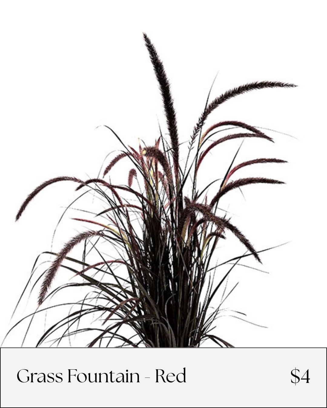 Carnation Caramel Antique (2).png