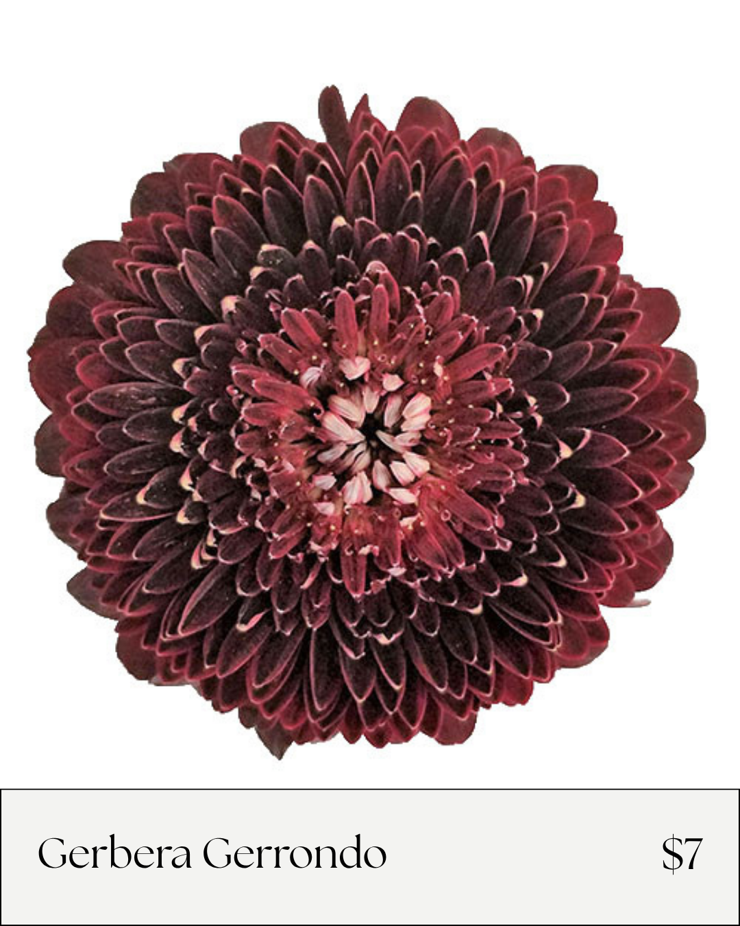 Gerbera Gerrondo.png