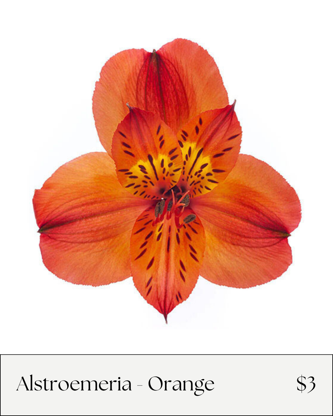Alstro Orange.png