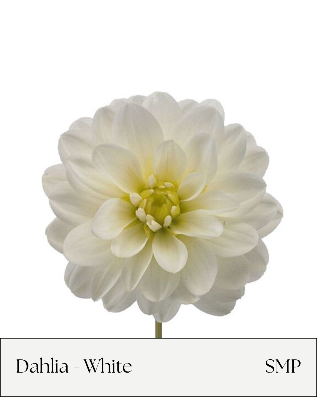 Dahlia White.png