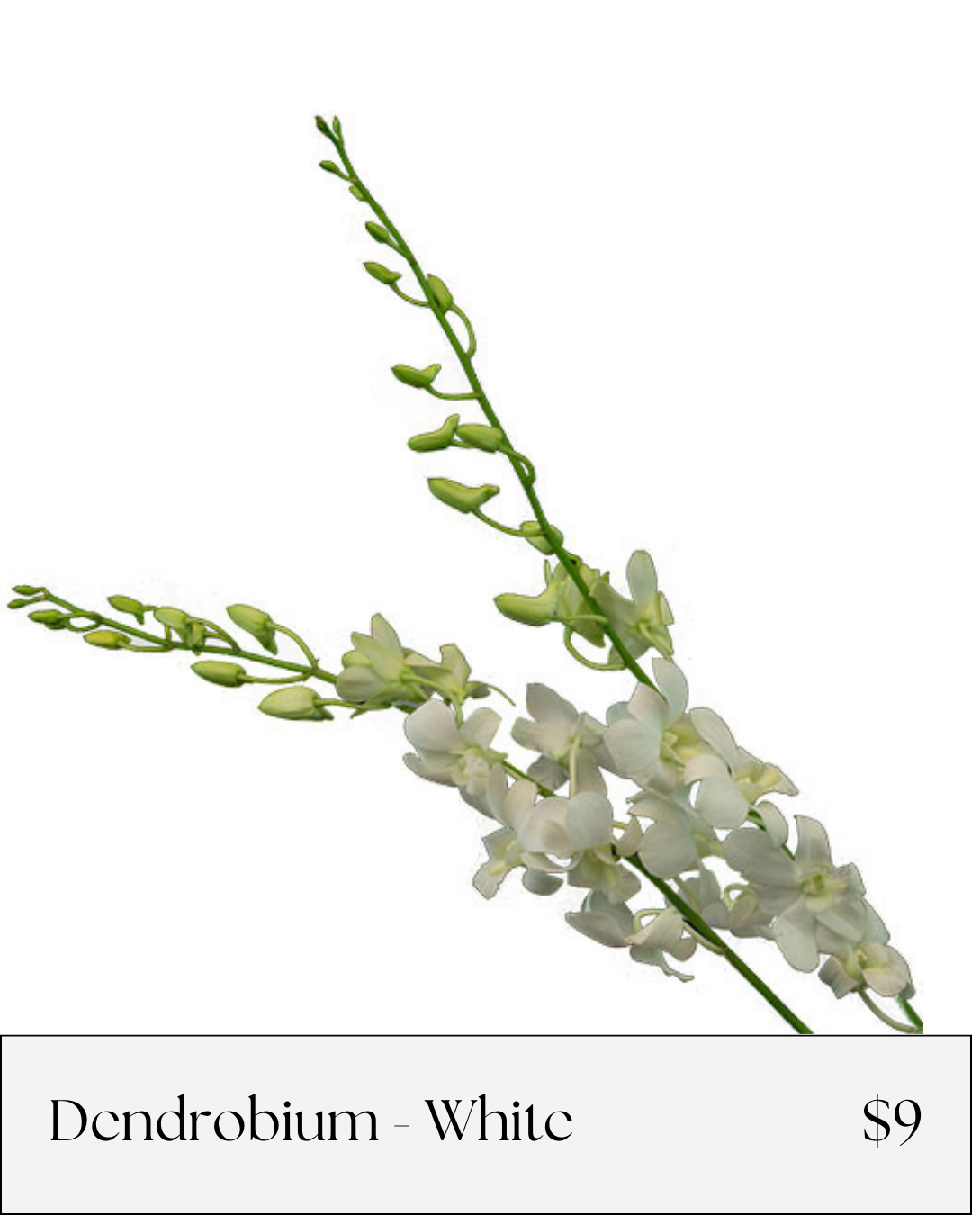 Dendrobium White.png