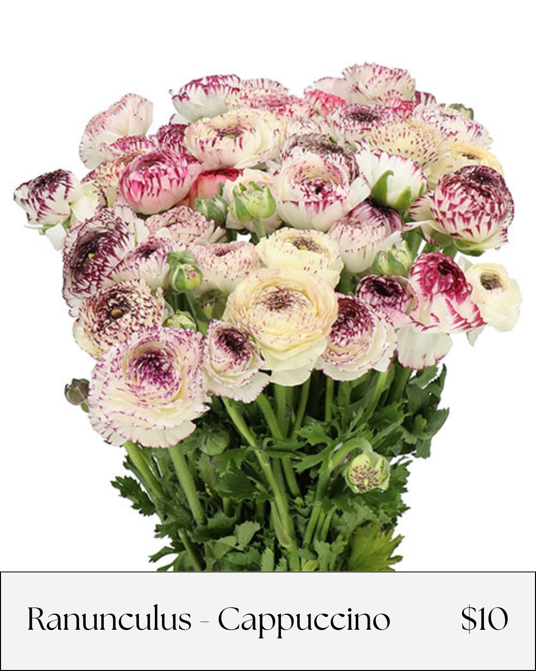 Ranunculus Cappuccino.png