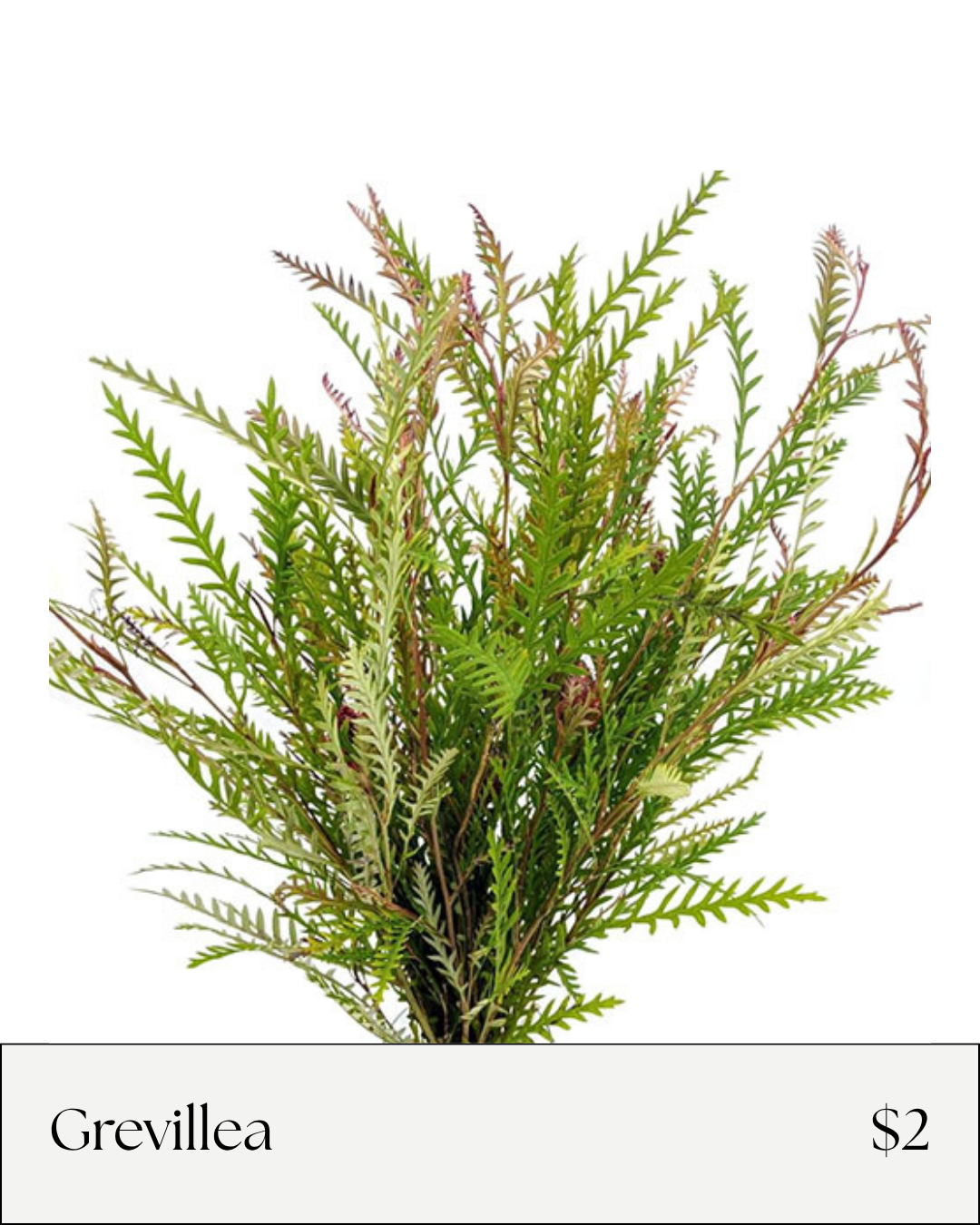 Grevillea.png